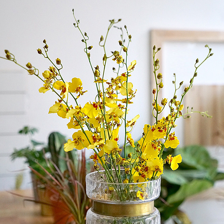 迷你文心兰,注意好这几点,花开满盆很轻松,来学习一下