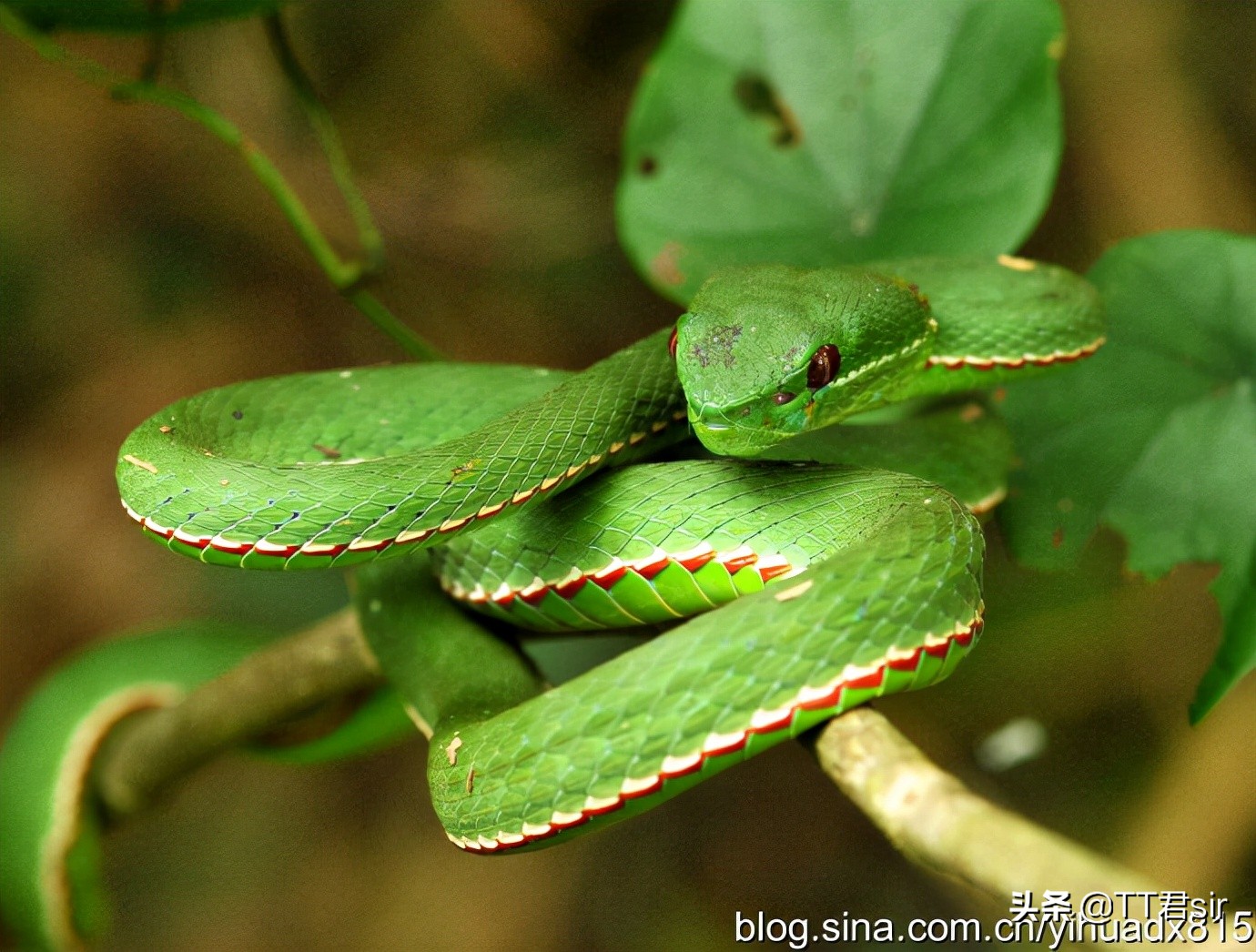 竹叶青蛇真的是低调发育吗?为什么在广东已经出现泛滥的迹象?