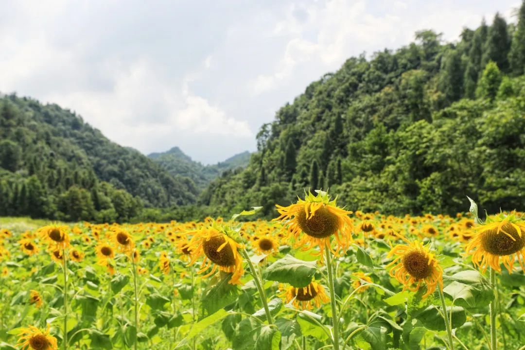 点军花海图片