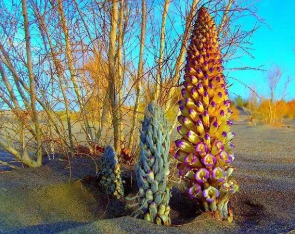 一种寄生植物浑身长满鳞片,人称"沙漠人参",泡酒喝对肾有好处
