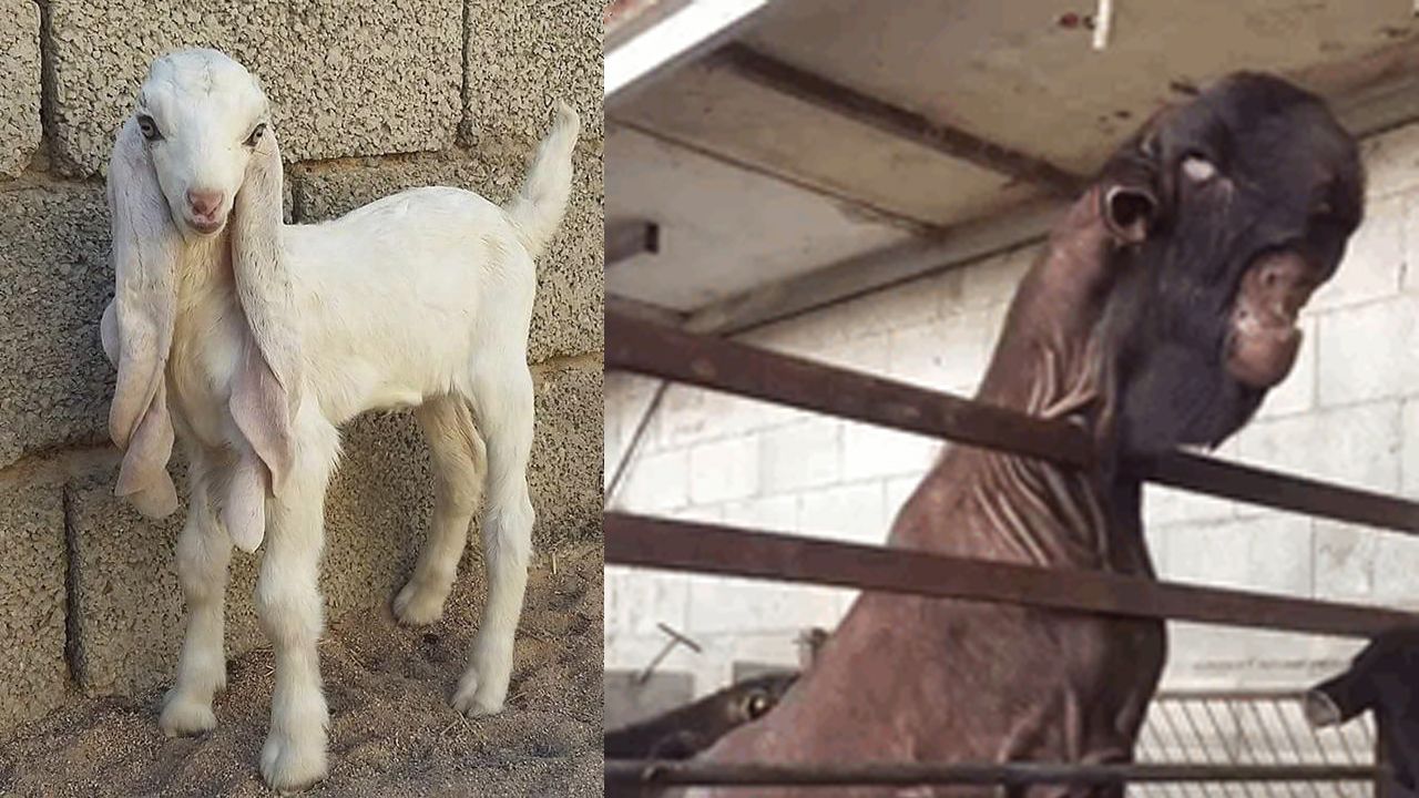 世界上十大最昂贵的羊,刀郎羊第一?