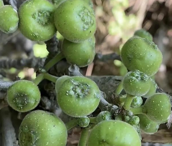 人称"牛奶树",每株树可产奶3~4升,种一棵树可足够一家人饮用