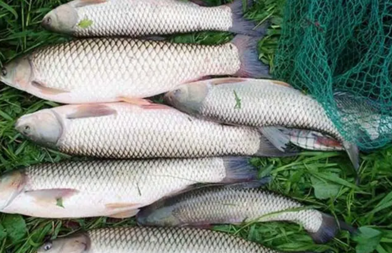 2008年广西一败家子养鱼败光百万家产4年后7天赚回130万