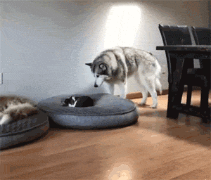 你家狗狗如果总是爬床爬沙发,没有经过的你的同意,然而你还没有制止它