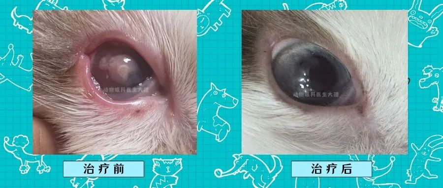 (成都病例)猫咪眼睛角膜有白色絮状物,猫角膜炎滴药治疗痊愈