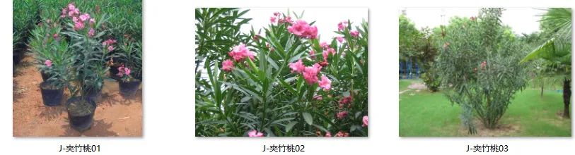 植物图片大全（各种植物图片及名称） 第68张