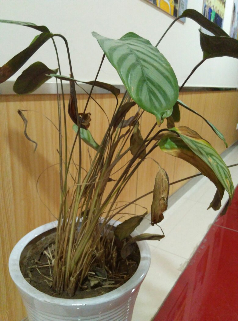 判断新家甲醛是否超标的几个小方法,现在就来告诉大家