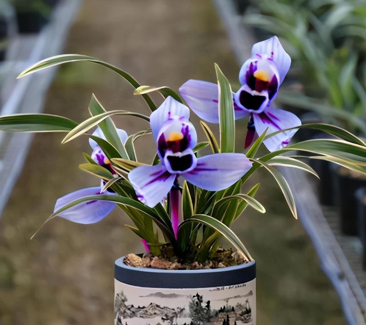 建兰色花第一名品"紫月荷",兰香扑鼻,养兰首选