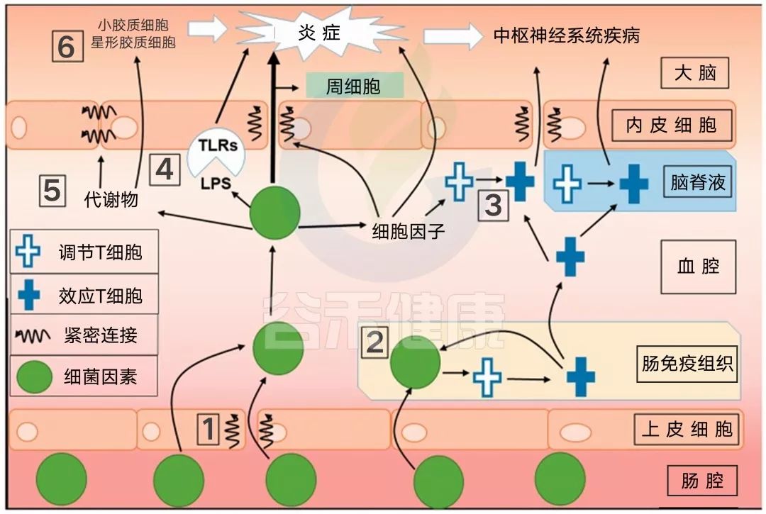 血脑屏障受损图片