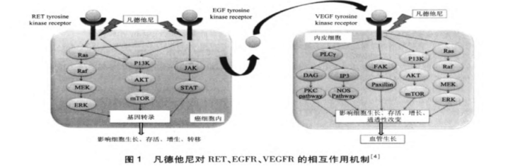 凡德他尼图片