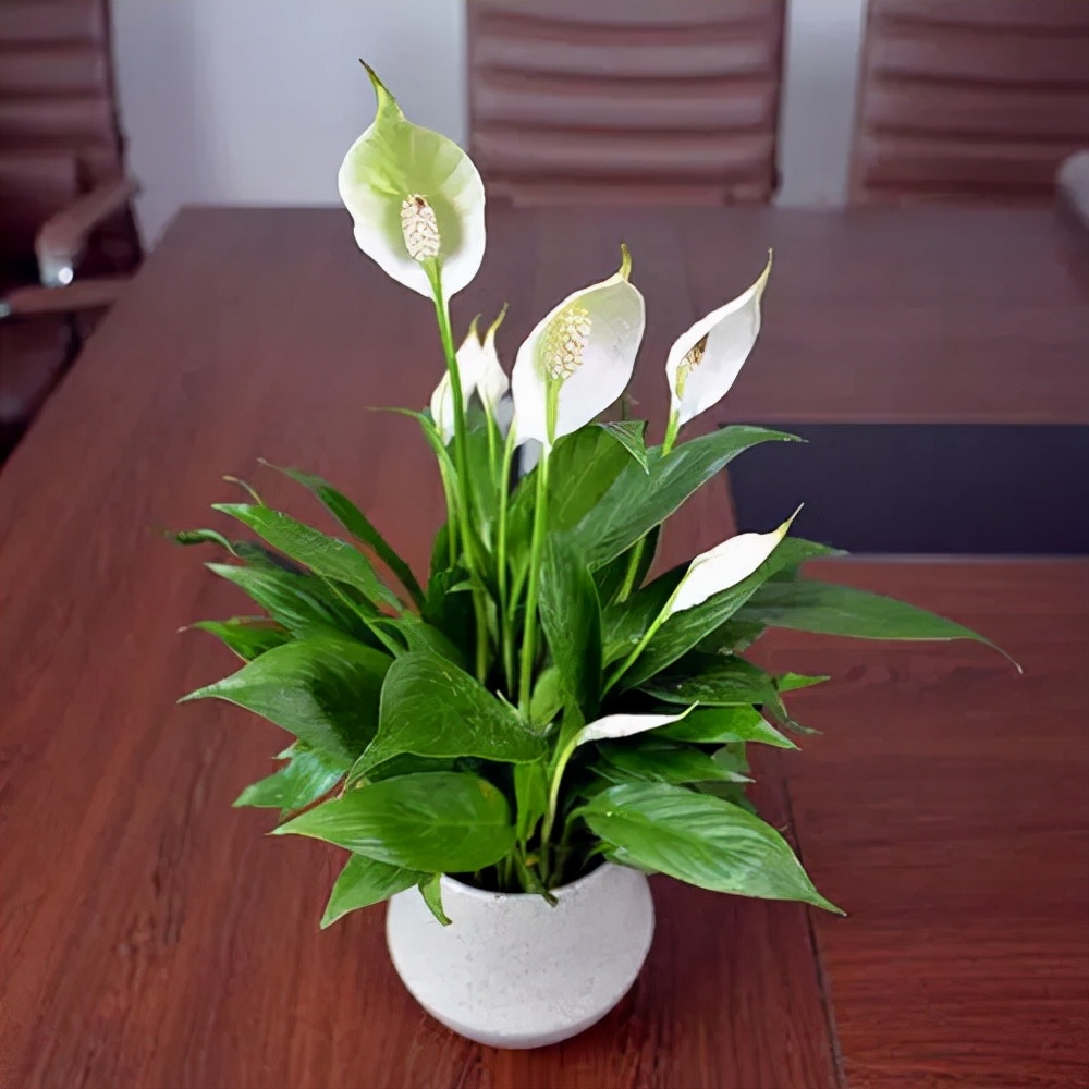 9种"大叶花",耐阴又好看,不能晒太阳,一晒就"完蛋"