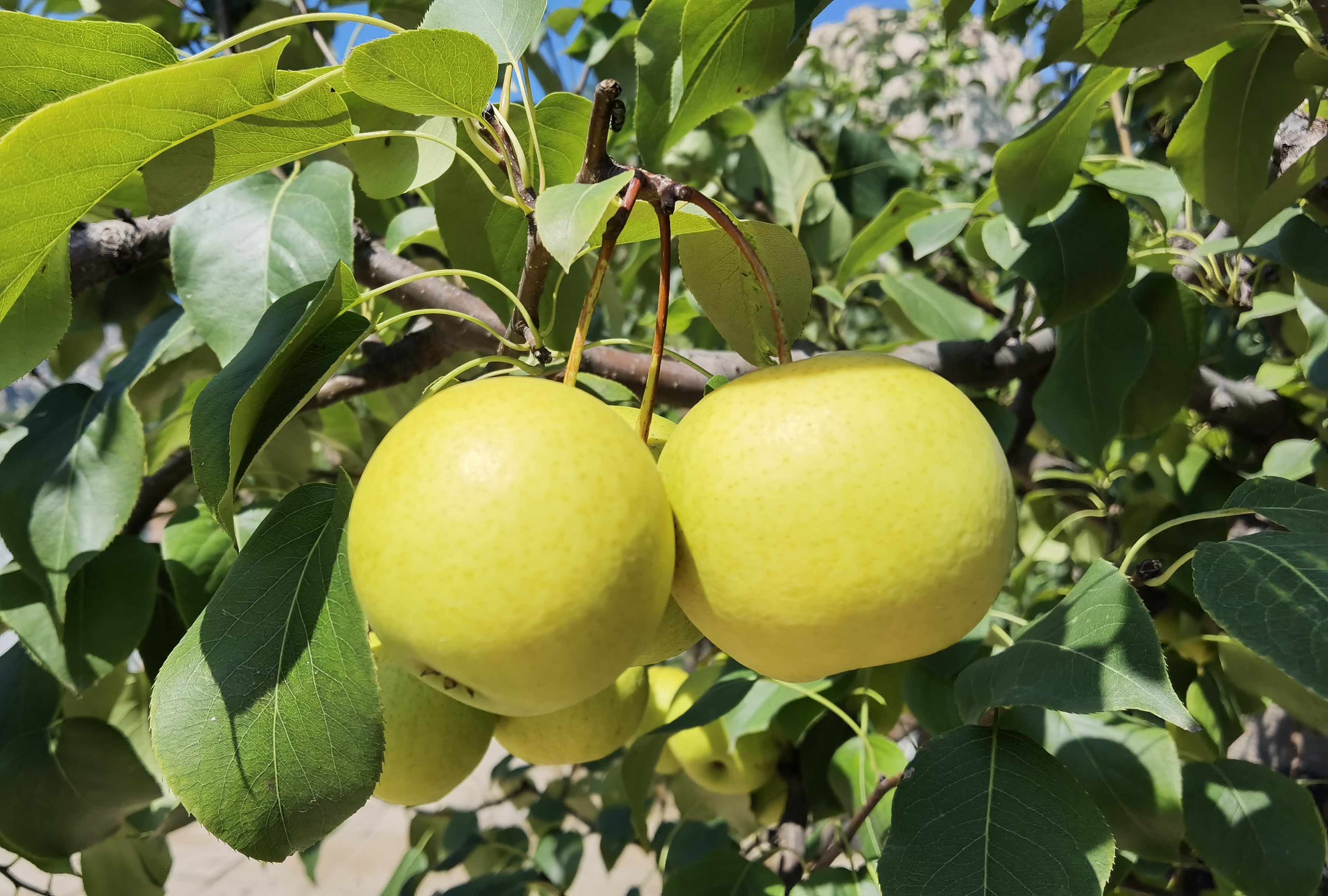 尝鲜!昌平京白梨上市,价格与往年相差不大