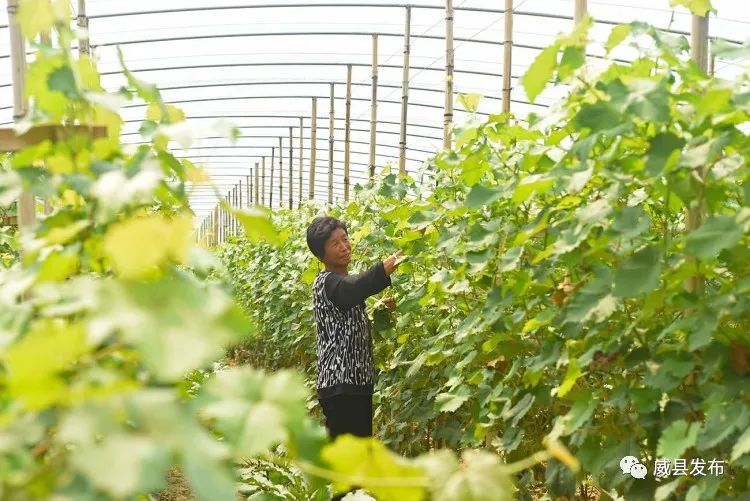 【上级媒体看威县】威县:设施葡萄助增收