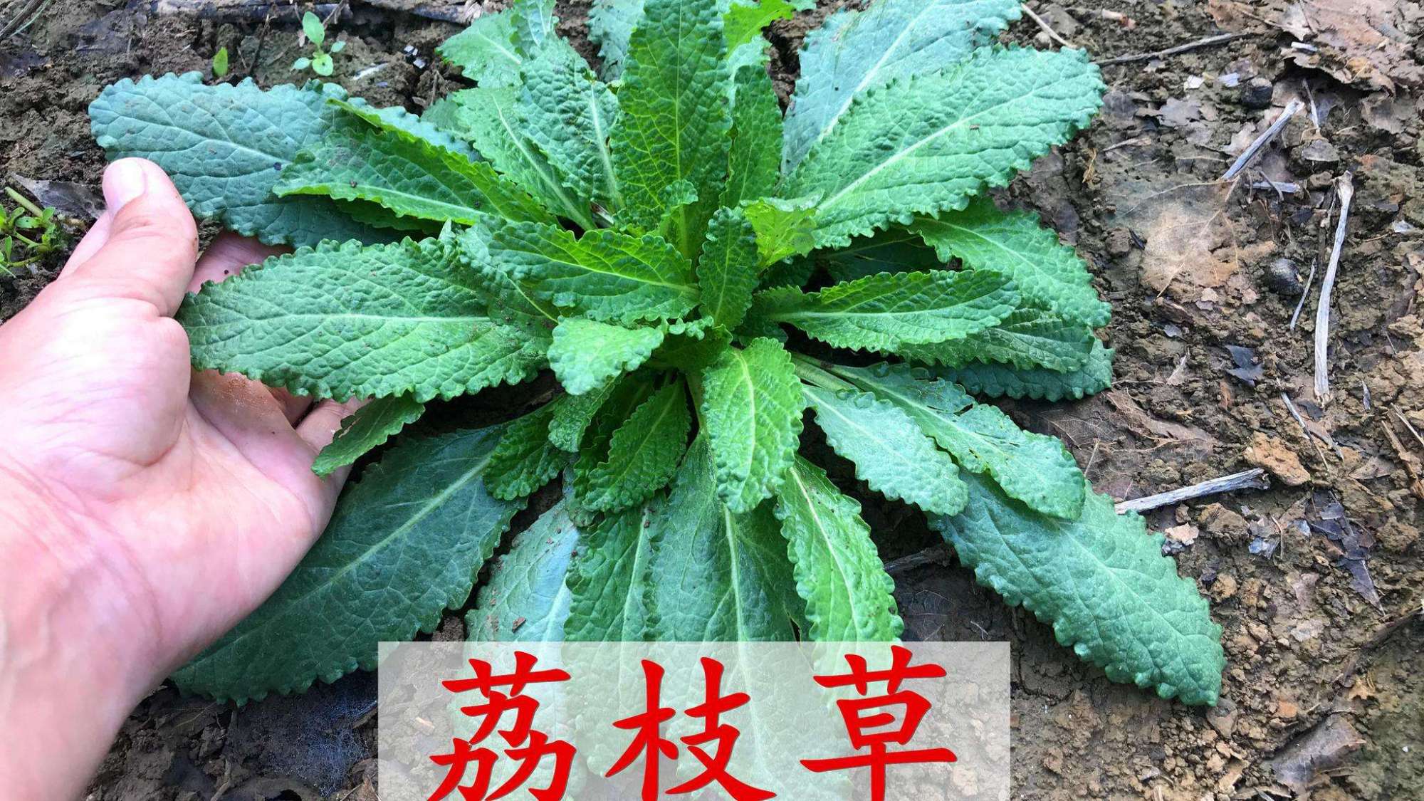 农村这种叶子皱巴巴的野草,被称为"解毒草"价值高,挖回去备用