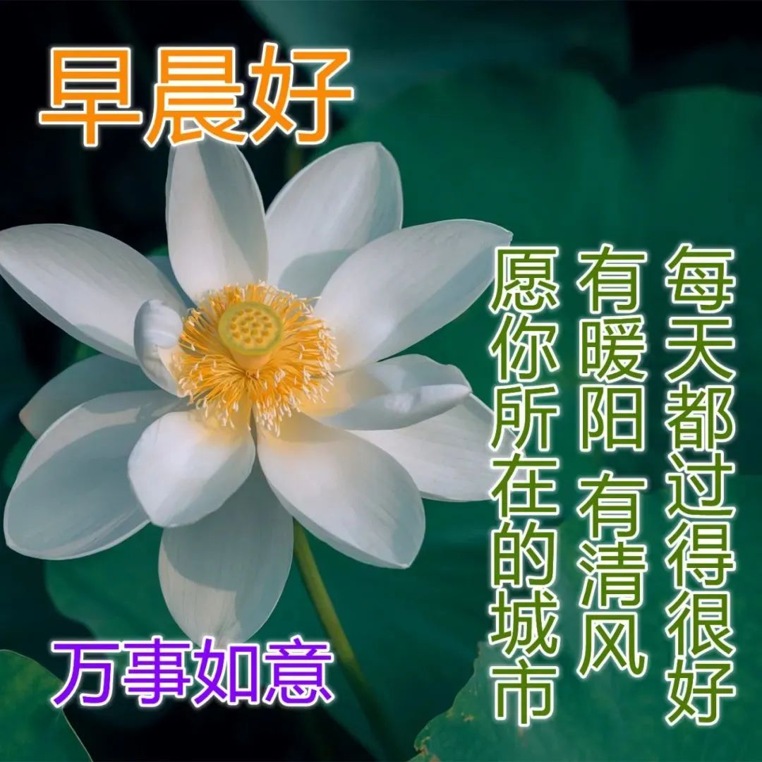 超級漂亮早上好表情圖片帶鮮花 2023最新版早上好圖片