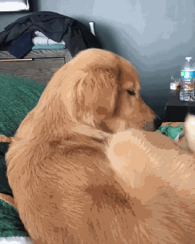 金毛吐黄水了怎么办?主人的不管不顾会铸成"大错"!