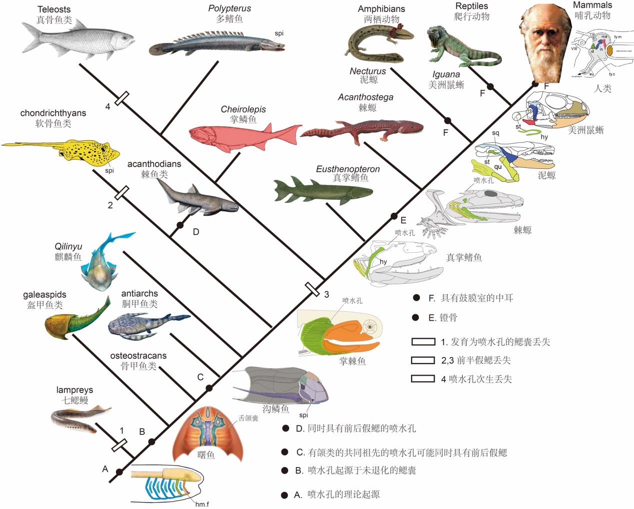 人类是由鱼进化而来的