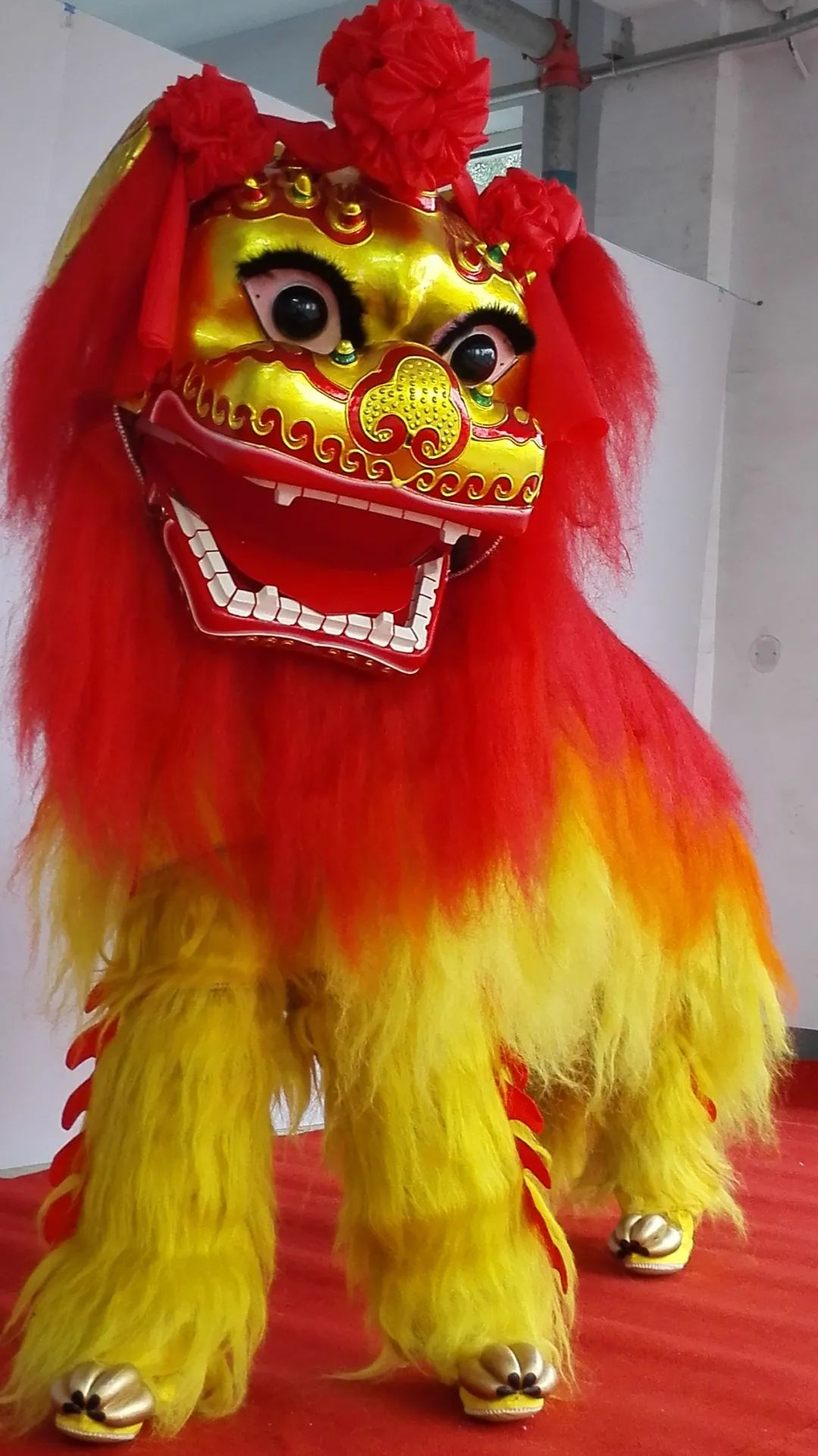 河北"萌狮"火遍海内外!