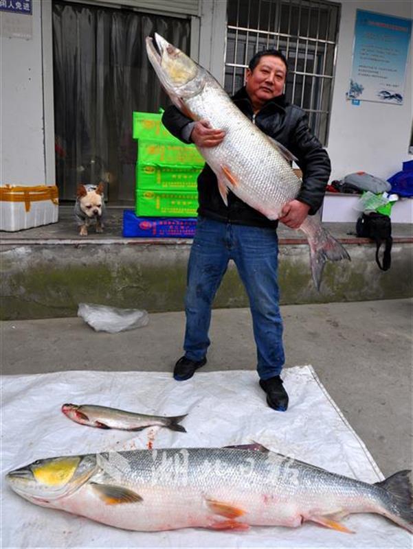 丹江口水库:5年放流580万尾鱼,库区最大的"鱼王"有多大?