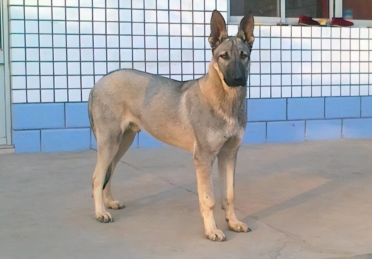 我国本土的"五大狼犬"有哪些?