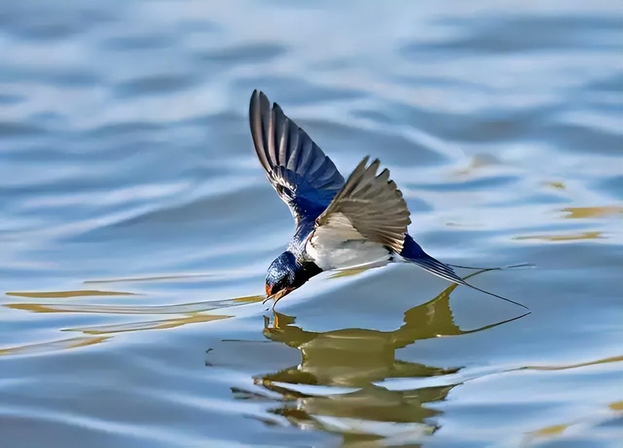 燕子年年飞往南方过冬南方究竟在哪原来很多人都理解错