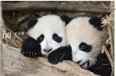 大熊猫浦浦,大熊猫发发:论由性别引发的"错乱熊生"!