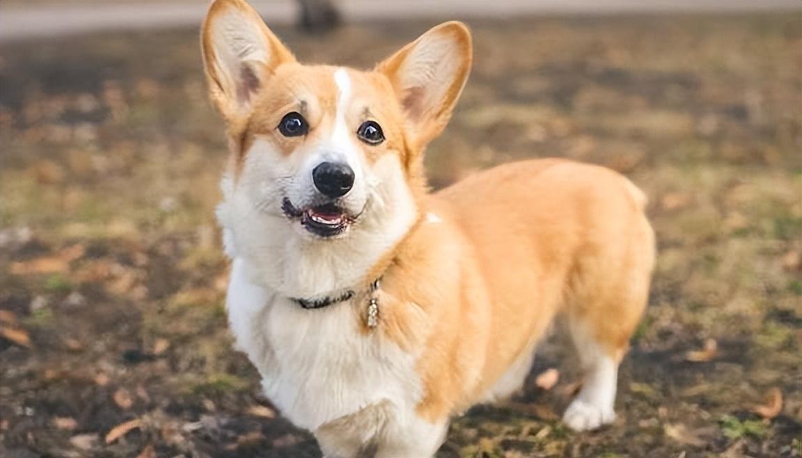 27种常见狗,你认识几种