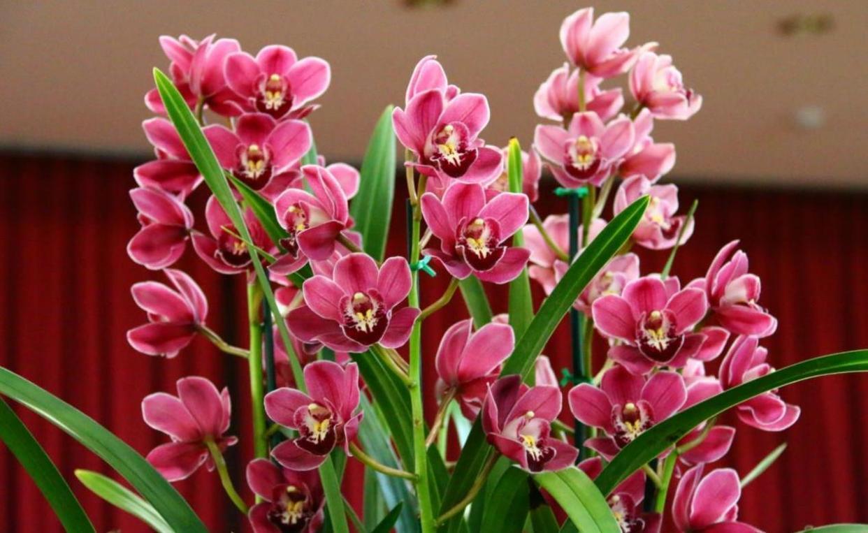 名贵兰花大将军,花色艳丽,香味浓郁,易花易芽,养在家里很喜庆