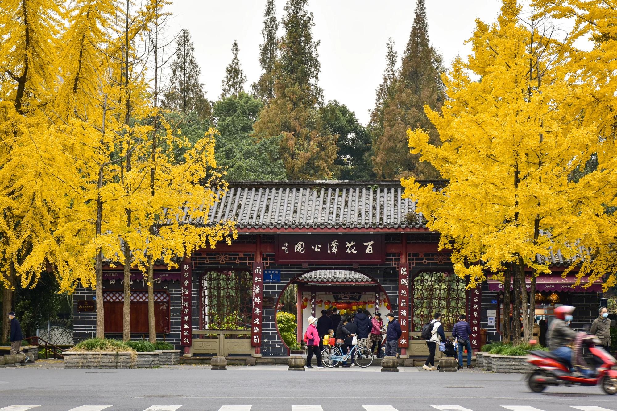 你知道成都冬天最美的风景是什么吗?很多人说是金色银杏