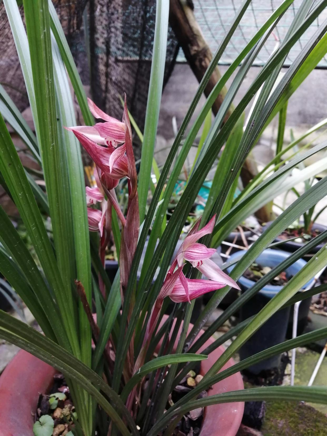 春剑名兰大红朱砂,花色艳丽,香味醇正,易开花,不愧为名兰