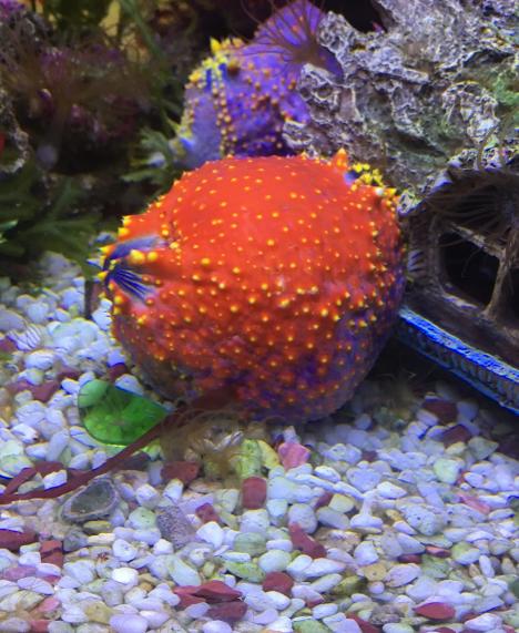 海苹果是动物还是植物?