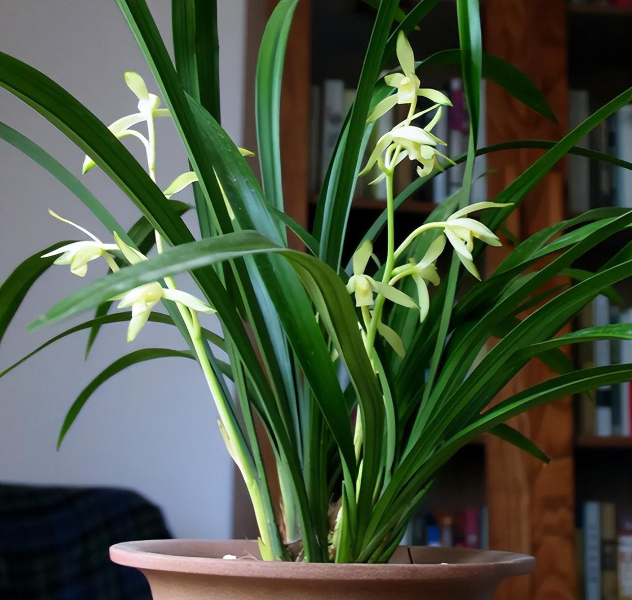 见过青山玉泉兰花吗,花色纯净,兰姿高雅,深受无数花友喜爱