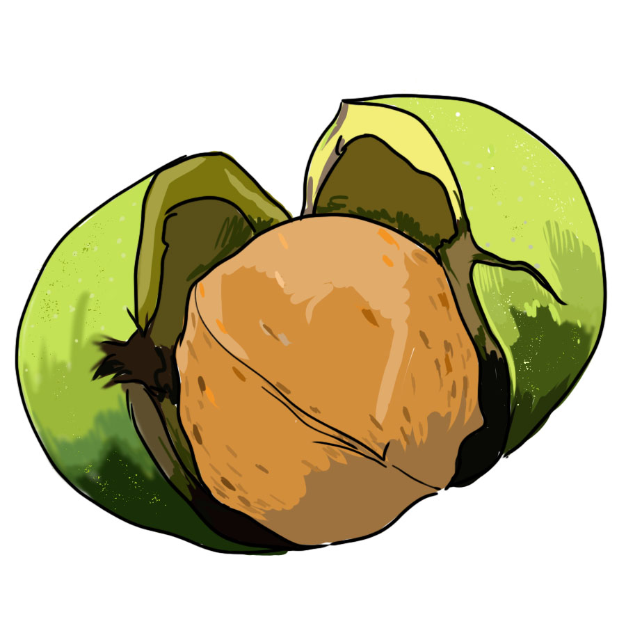 核桃真的能补脑,生发吗?