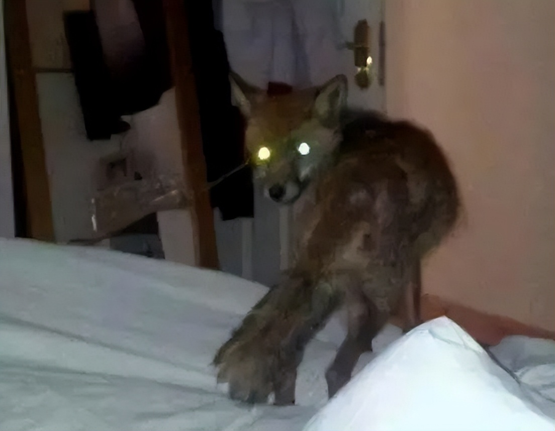 1981年香港温莎大厦狐仙杀人事件