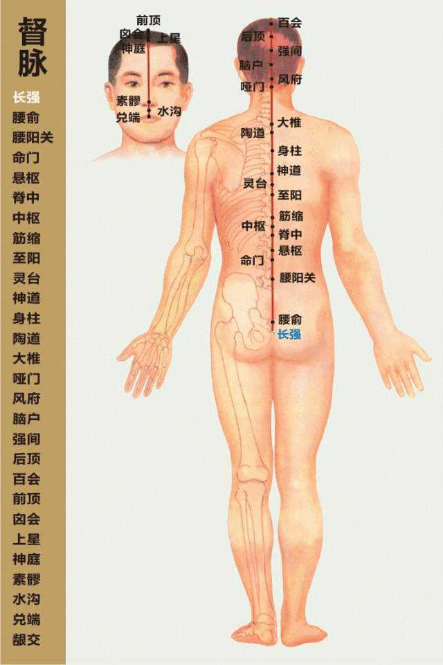 中医精美3d经络图,督脉,大河养生古法八段锦必备