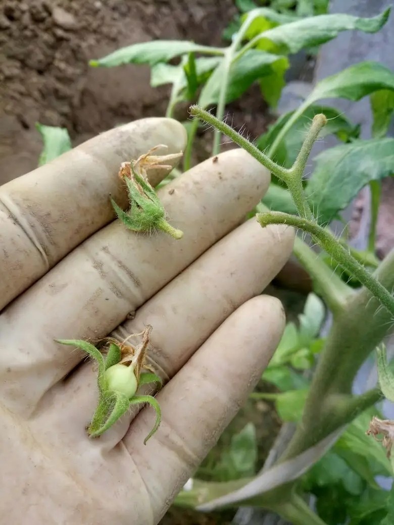 作物种植中出现落花落果的原因,采取有针对性的防范措施