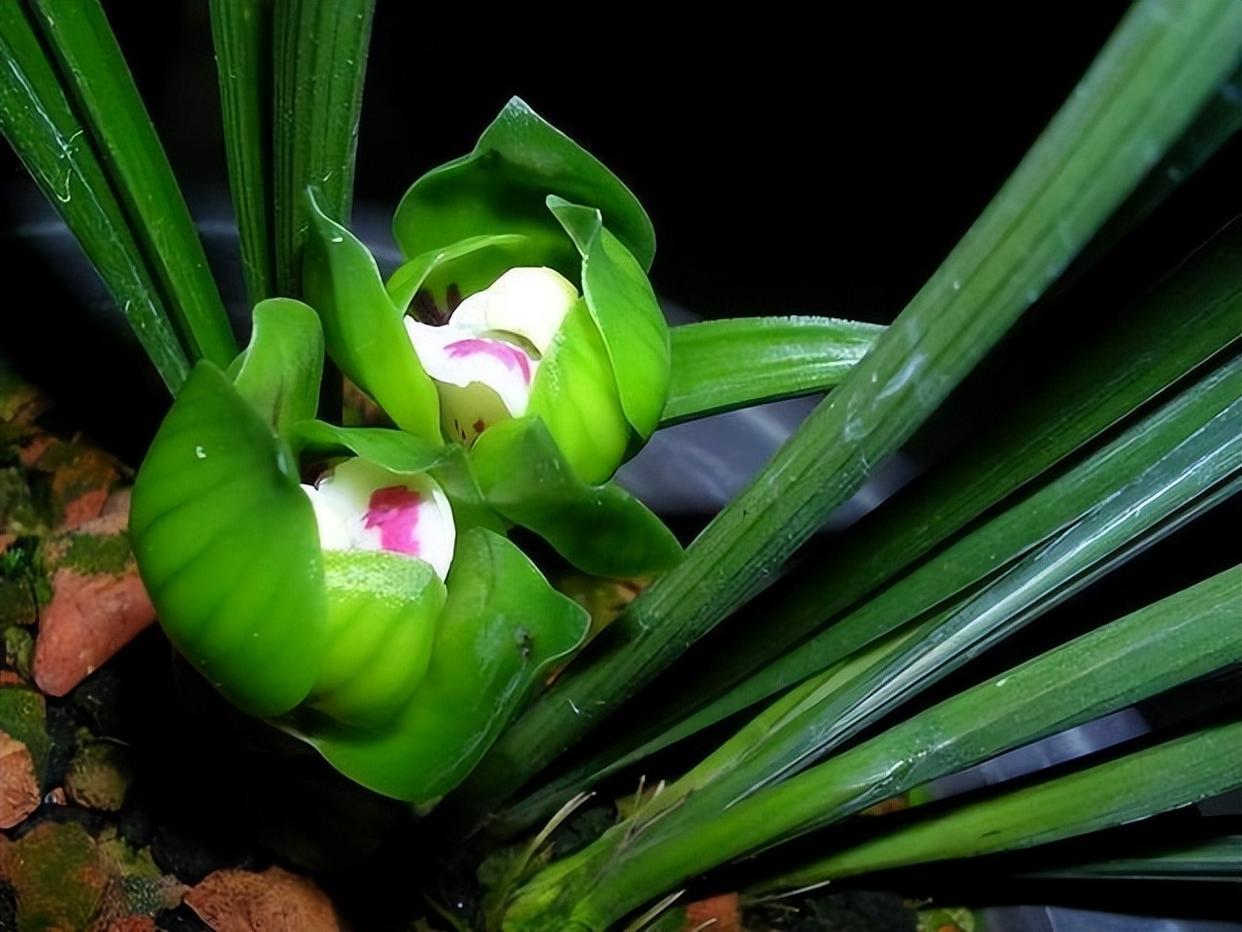 春兰皇后绿云,曾经的天价兰花,如今少抽一包烟就能够养一盆