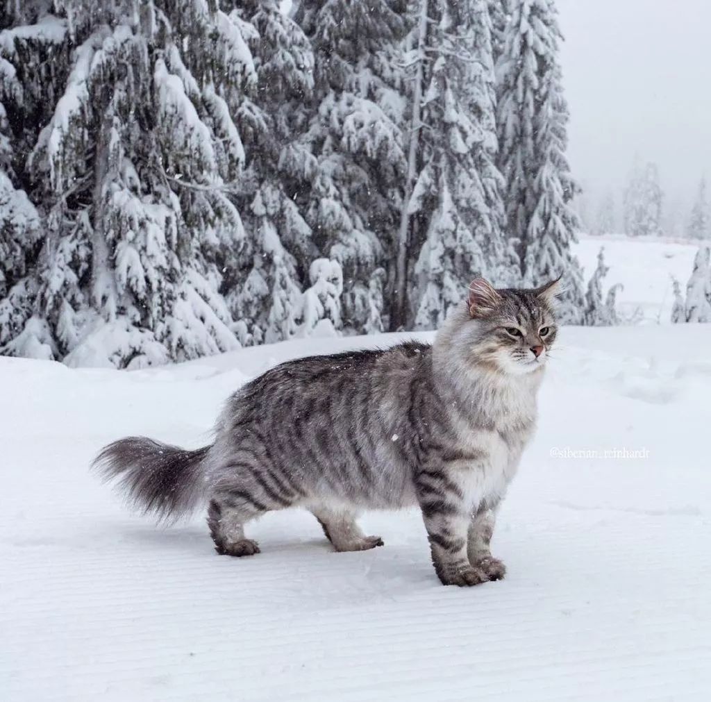 西伯利亚森林猫拉雪橇图片