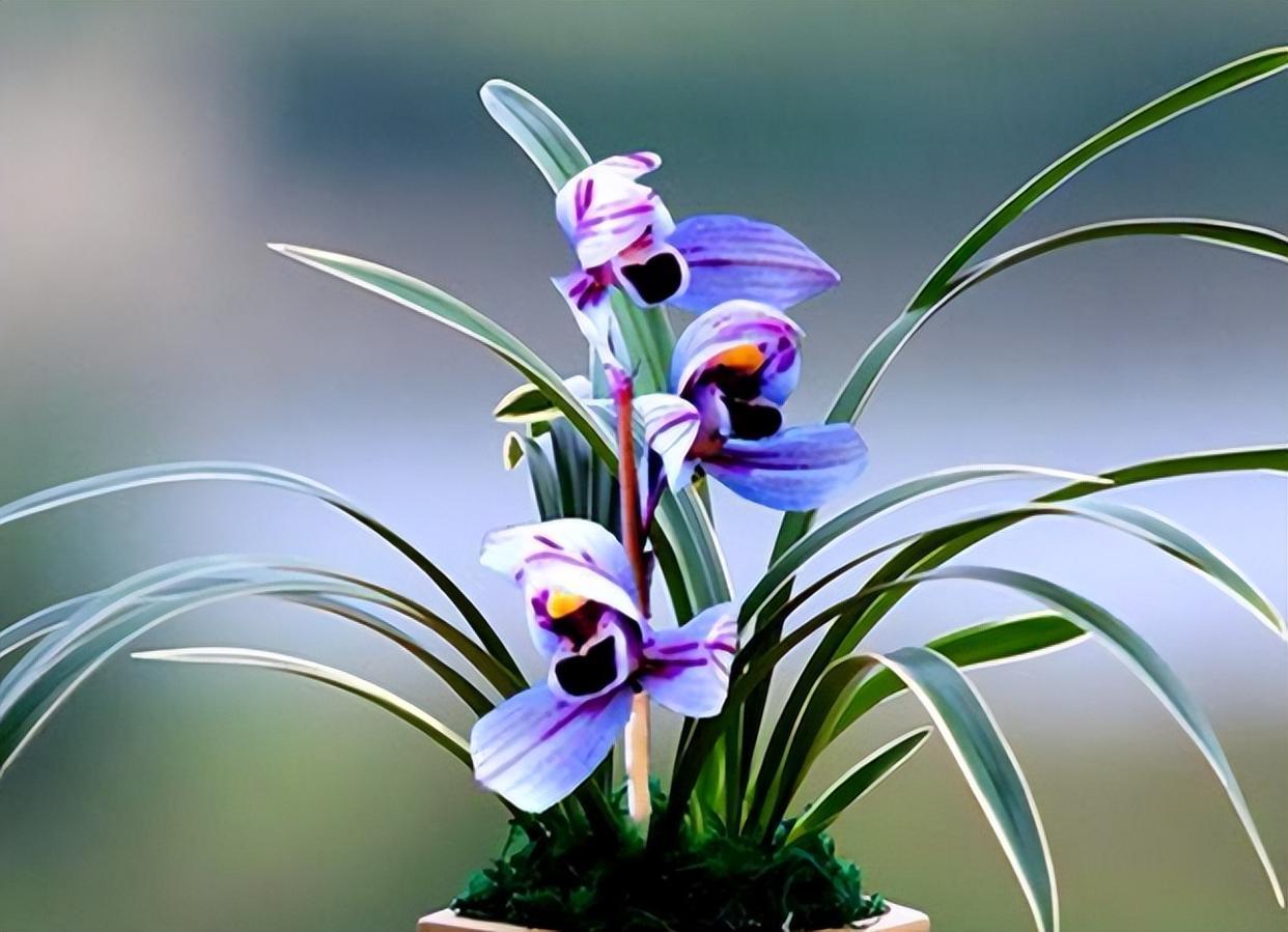 犹如"仙境之花"紫月荷,花开荷瓣,花香馥郁,养护简单,好养活