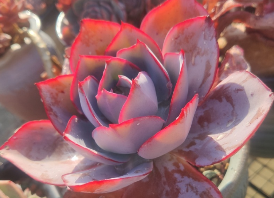 多肉肯尼迪,有时像白玫瑰,有时又像晚霞,不过不管像谁它都美!