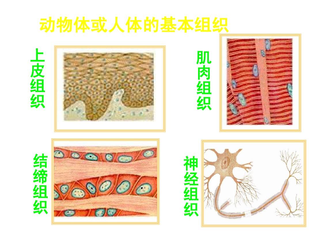 人体基本组织分为哪四大类