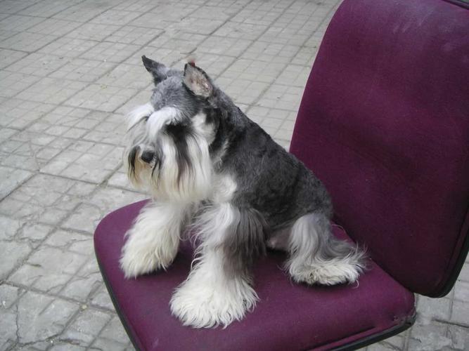 "老头犬"——"雪纳瑞犬",可爱且独立,别说你不认识!