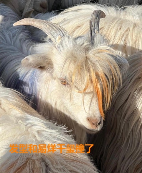 山羊发型与易烊千玺相撞,桀骜不驯的气质更像,画风搞笑