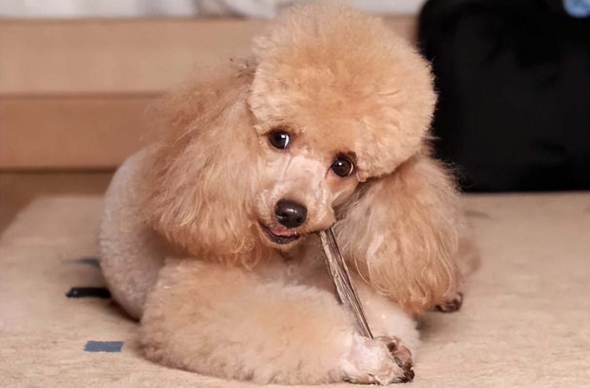 狗界智商排名:最聪明的3位"狗精"和垫底的2位"笨蛋"