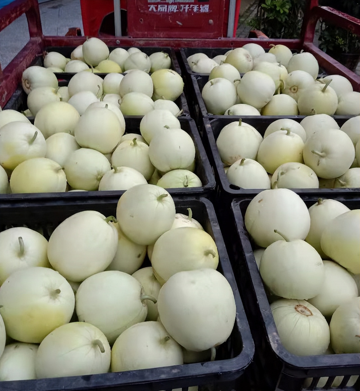 无视天气虫害,薄皮甜瓜雪奶香,不易裂瓜,产量高!