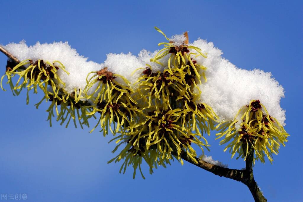 成分党必知——北美金缕梅