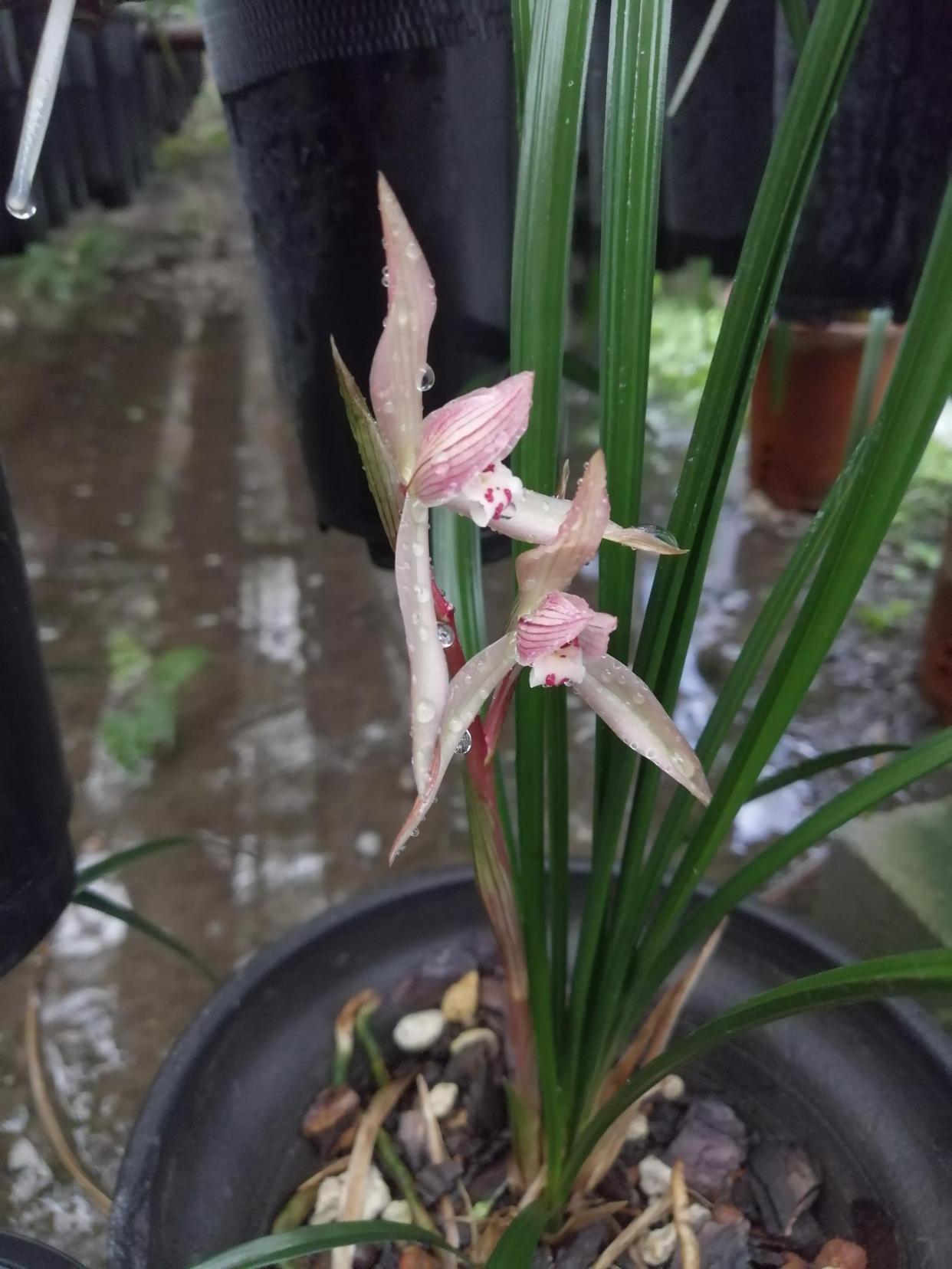 春剑名兰大红朱砂,花色艳丽,香味醇正,易开花,不愧为名兰