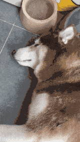 不怕告诉你,养狗一天后,我后悔了