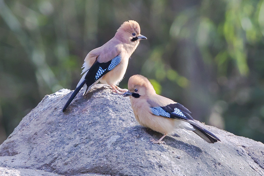 怎么训练松鸦说话?松鸦认主人吗