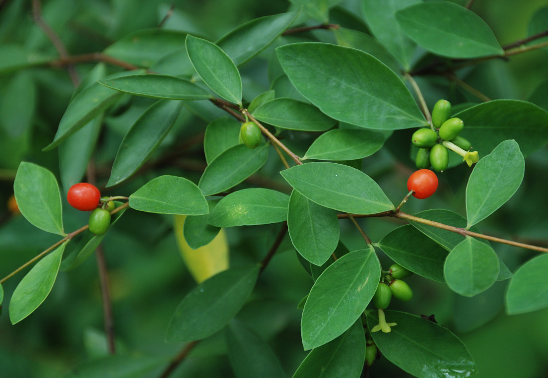 此神兵不俗,救了赵匡胤的命而赐名"紫金鞭",小贼常随身携带